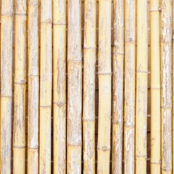 bamboo reed