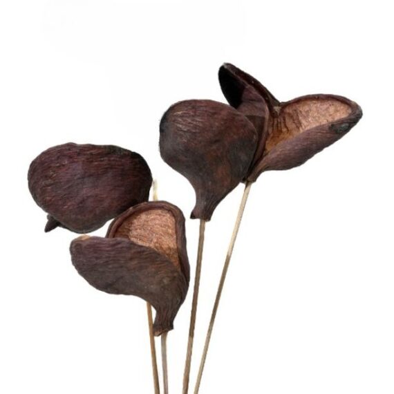 Badam Pods on Stem