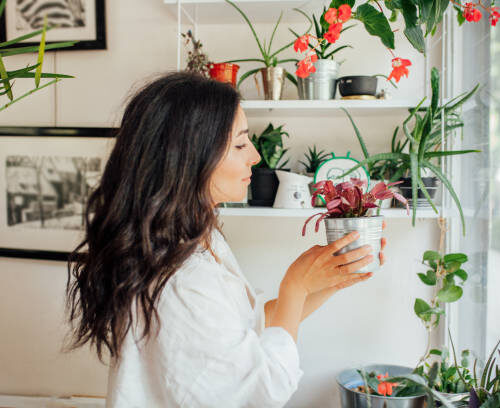 Maintaining Dried Flowers