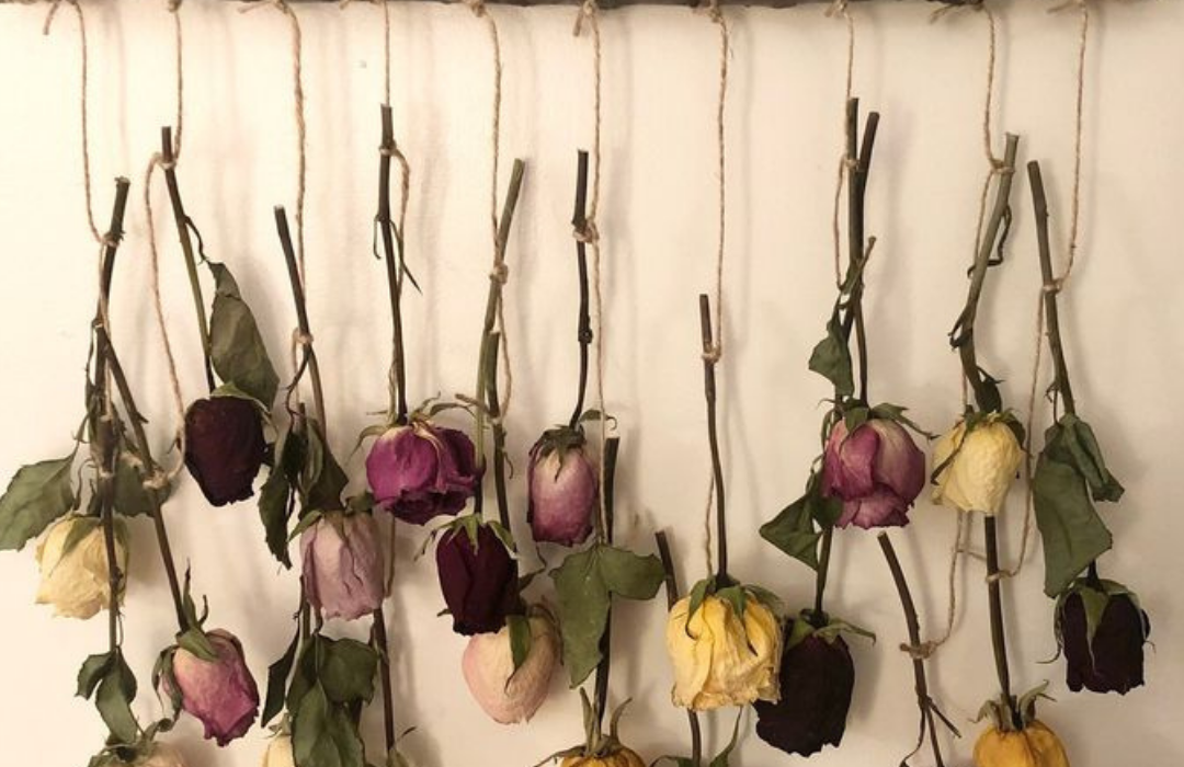 This image shows dried rose hanging