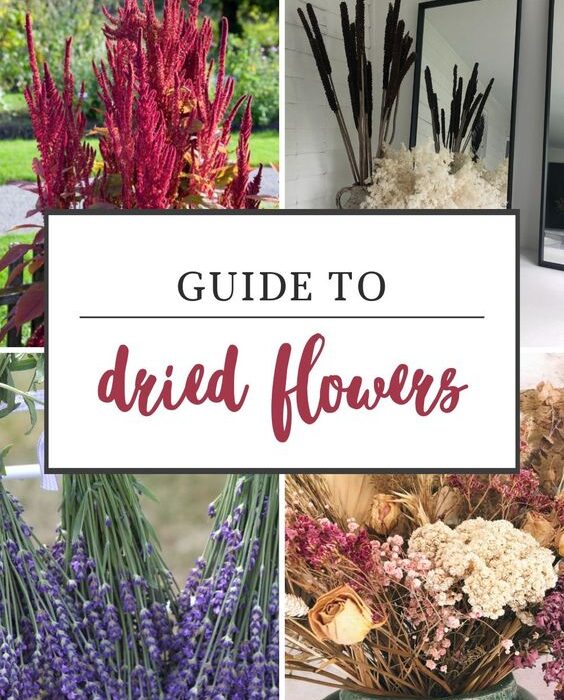 dried flower care dos and don'ts