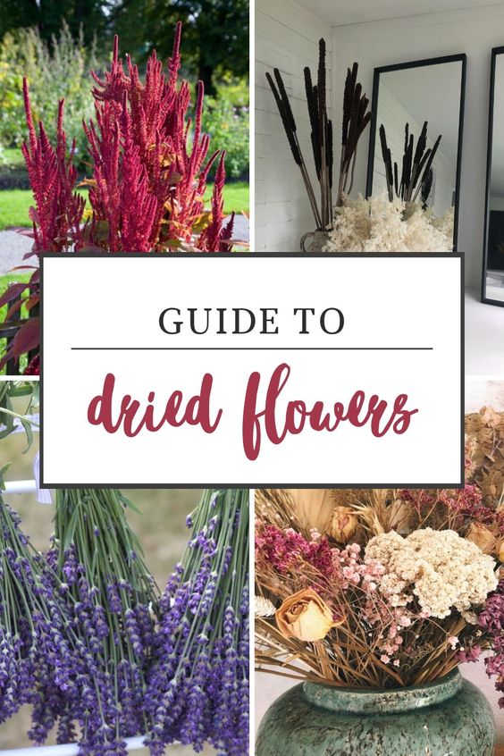 dried flower care dos and don'ts