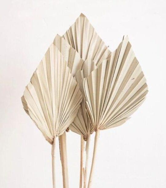 Palm Spear