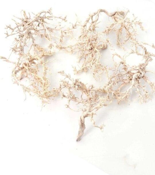 Dry Tree