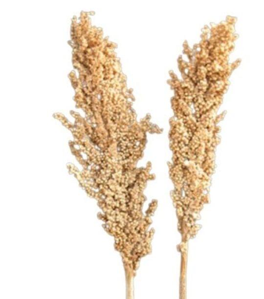 Indian Corn