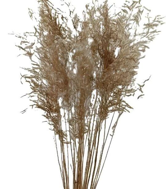 Munny Grass