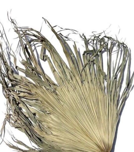 Palm Leaf Uncut
