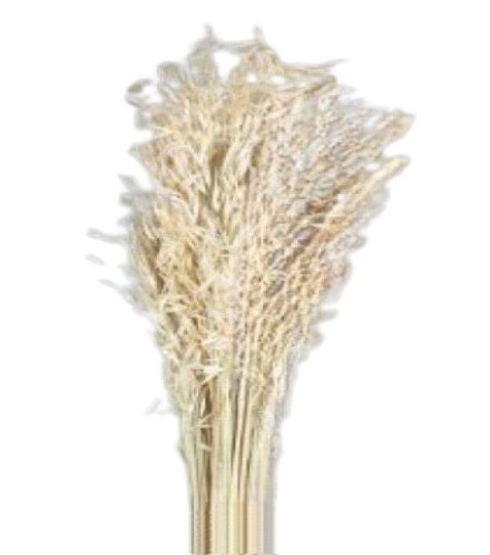 Job Grass