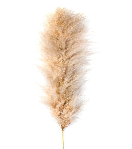 Pampas