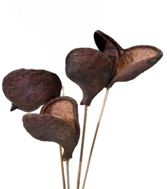 Badam Pods on Stem