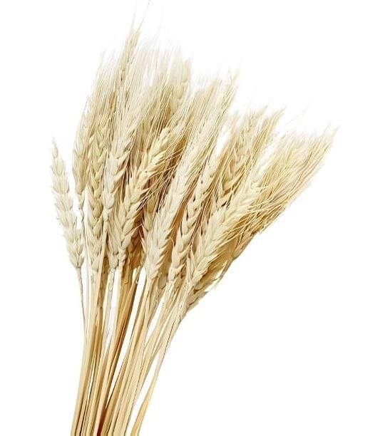 Wheat Grass