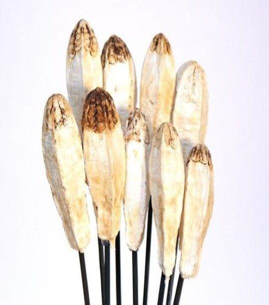 Mehogany Pods