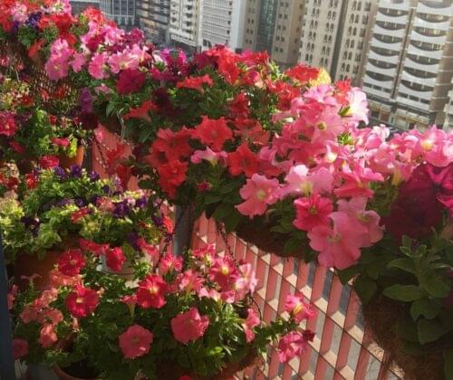 Small Balcony Decoration Ideas with Cosmic Dried Flowers