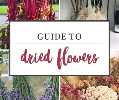 Dried Flower Care Dos and Don’ts